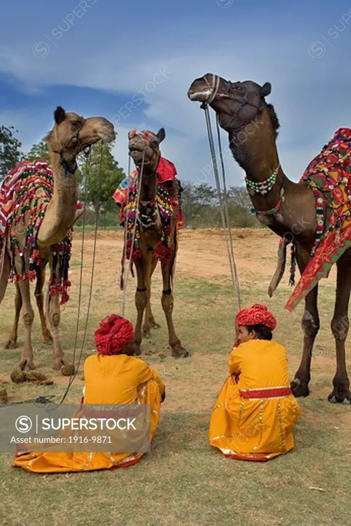 Camels during Elephant Festival,Jaipur, Rajasthan, India