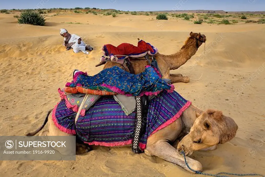 Man with camels on Sam Dunes in Desert National Park in the Great Thar Desert,near Jaisalmer, Rajasthan, India