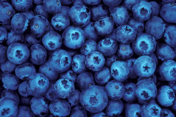 Blueberries from U-Pick farm; Alvadore, Willamette Valley, Oregon.  .