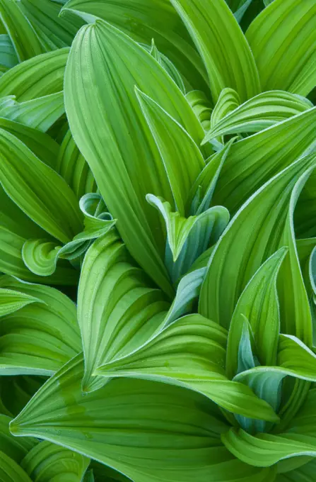 Corn lily leaves, Sol Duc Park meadow, Olympic National Park, Washington.