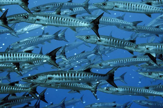 School of blackfin barracudas, Sphyraena qenie, Pohnpei, Federated States of Micronesia