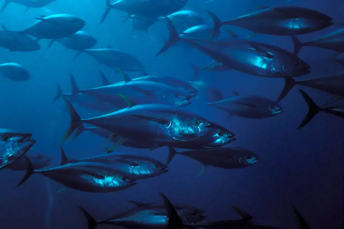 Yellowfin tuna, Thunnus albacares, Mexico, Pacific Ocean