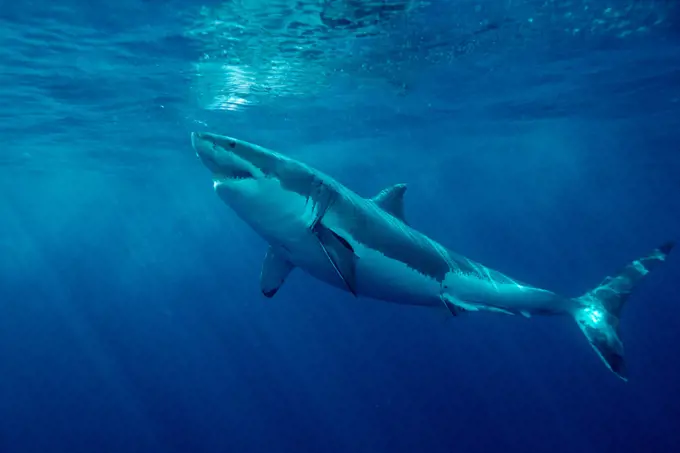 White shark, Carcharhodon carcharias, is found worldwide . One of the ocean's top-level predators, it feeds on marine mammals . One of the only sharks known to attack man, Mexico, Pacific Ocean