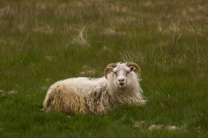 Icelandic Sheep, South coast near Hofn, Iceland.