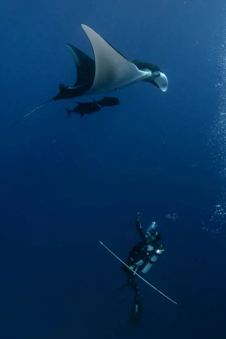 Dr. Mauricio Hoyos taking ID imagen and tissue samples from an Oceanic Giant Manta Ray (Manta birostris) in El Boiler dive site, San Benedicto Island, Revillagigedo