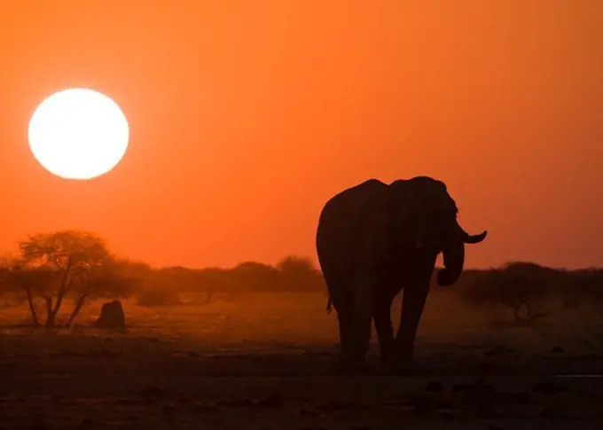 African Elephant (Loxodonta africana) at sunset, Nxai pan.