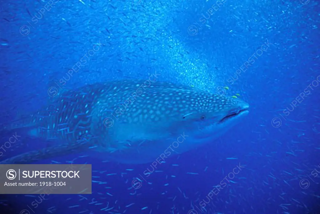 Ningaloo Reef rare feeding behavior whale shark feeding on bait ball Australia rhiniodontidae typus