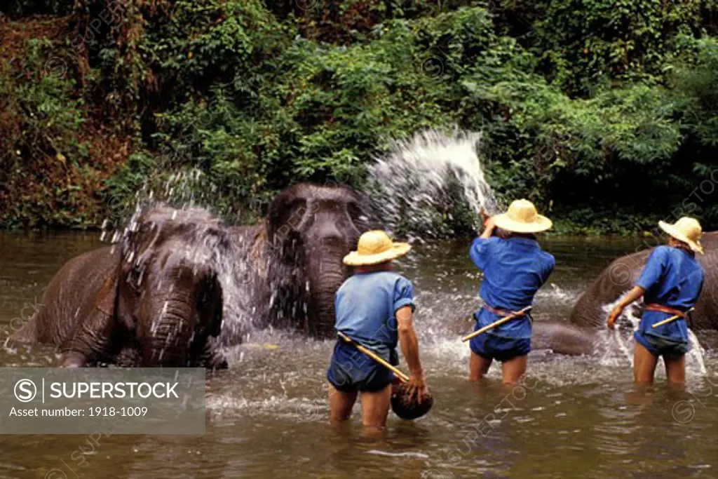 Thailand Chaing Mai Ping River Elephants Elephants Bathing