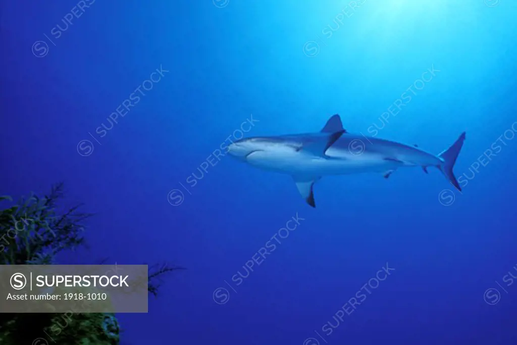 Bahamas Cat Cay Shark Dive Caribbean Reef Shark