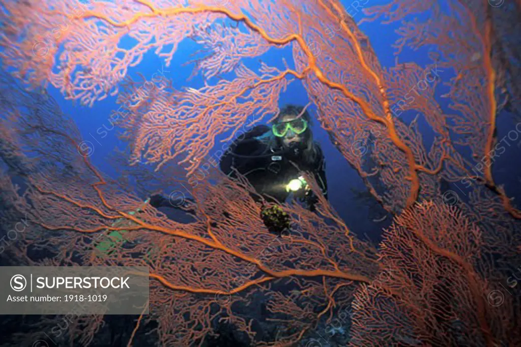 New Brittain Kimbe Bay Vanessas Reef Diving with Sea Fan