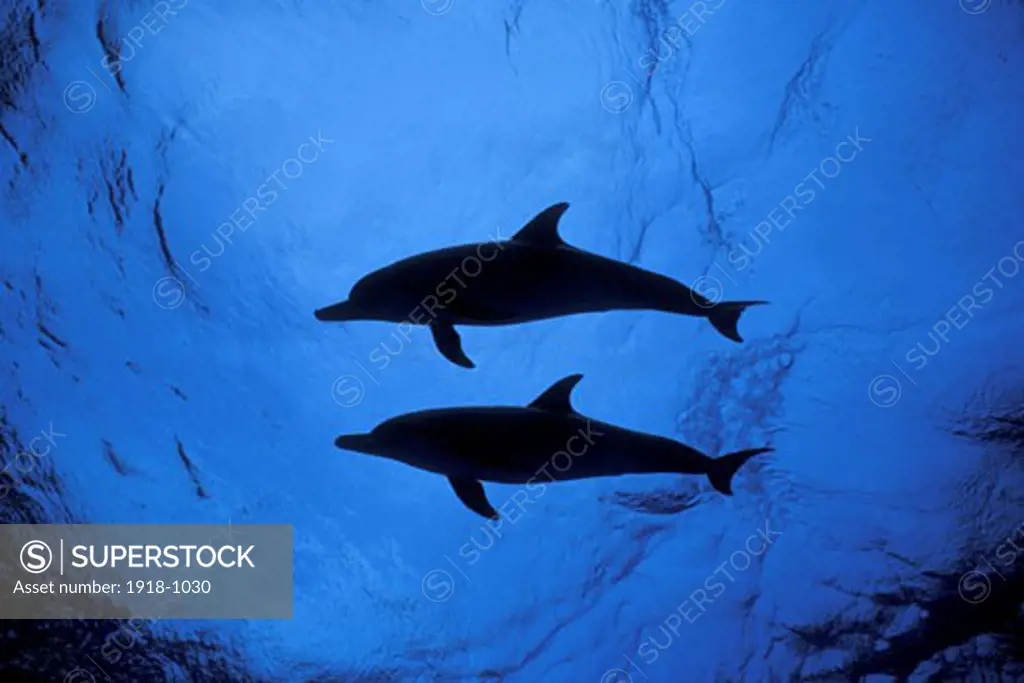 Bahamas Bimini Silhouette of synchronized dolphins