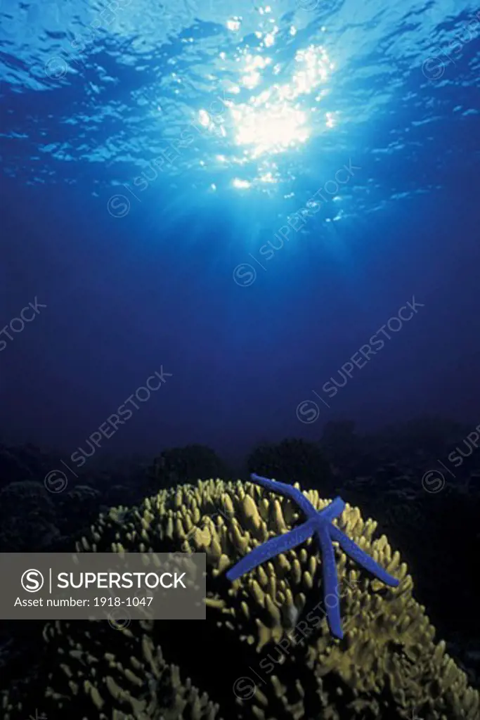 Bismark Sea Witus Blue Linkia and coral and sunburst linckia laevigata