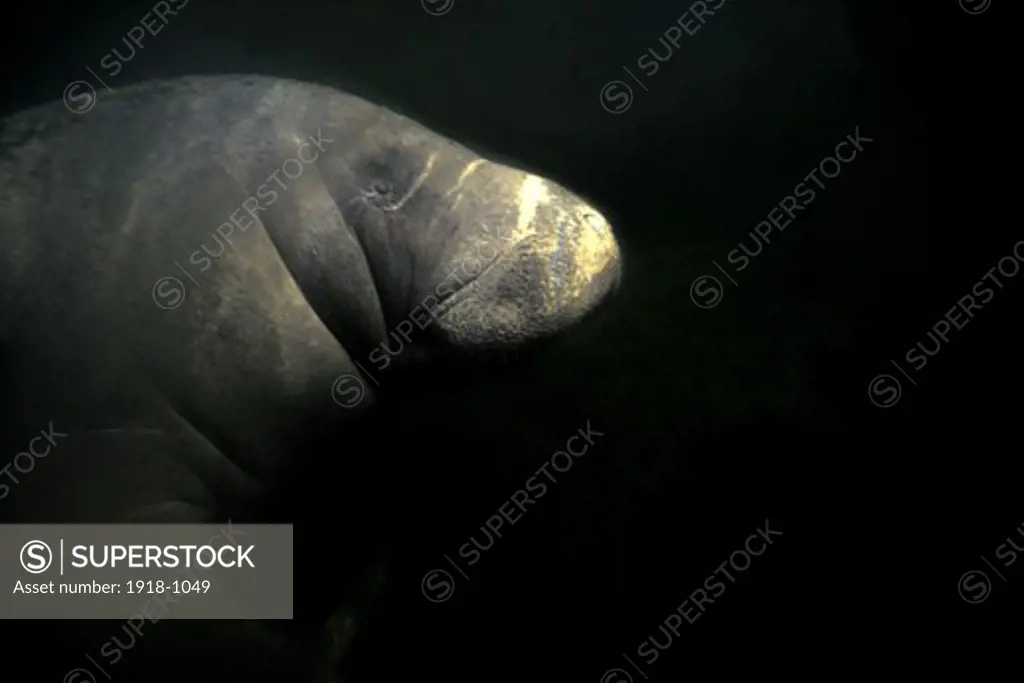 Crystal River Springs Manatee Belly and sunburst Trichechus manatus
