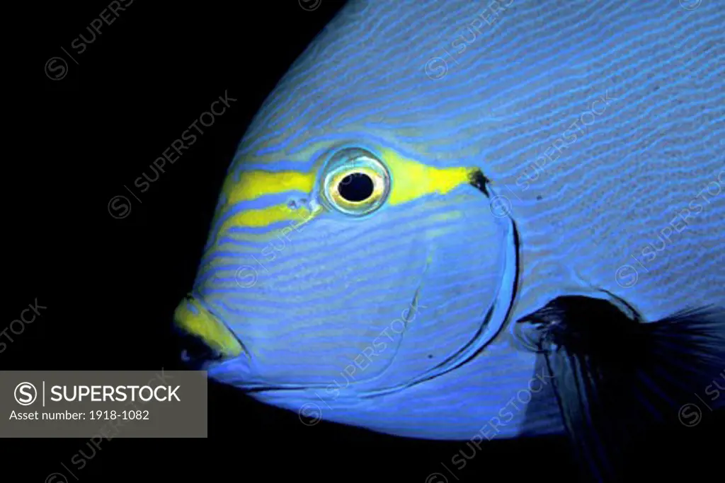 Komodo Islands Close up of Yellowmask Surgeonfish Portrait acanthurus mata