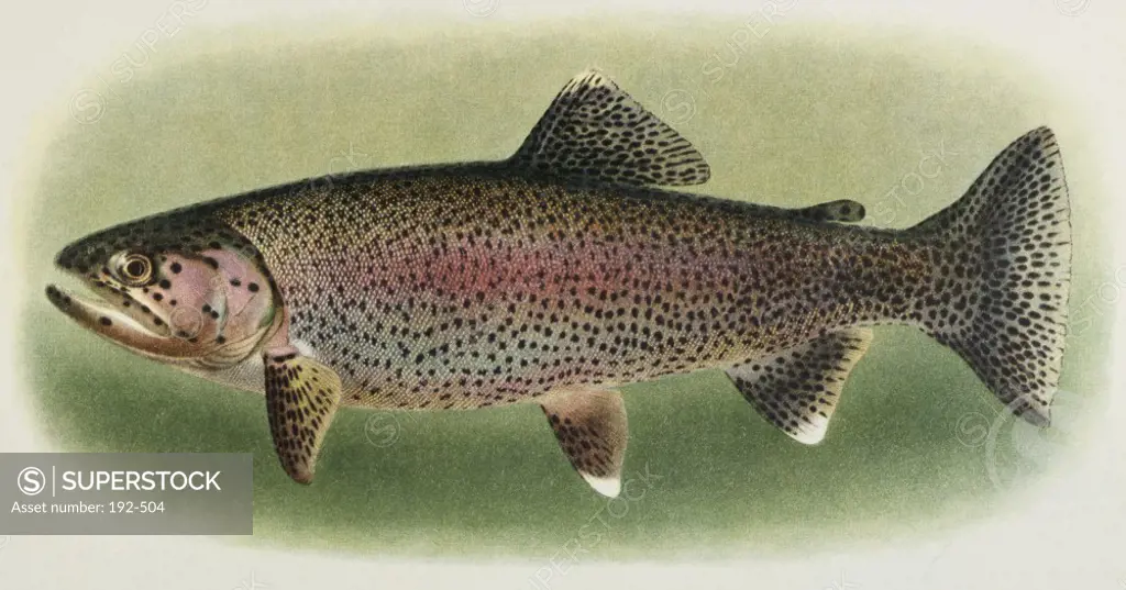 Kern River Trout Marine Prints Private Collection 