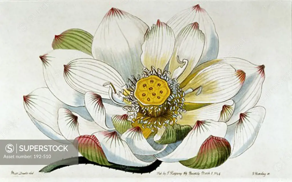 Title Unknown 1844 Miss Drake Deb Published by T. Ridgway Botanic Prints 