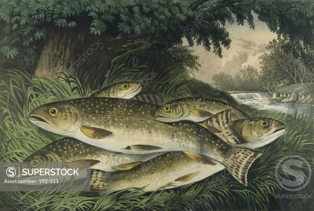 American Brook Trout  1872  Currier & Ives (1834-1907/American) Colored Print