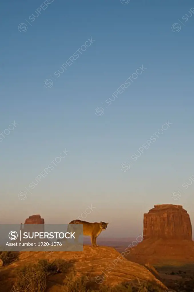 Mountain Lion Felis concolor photographed at sunrise in Monument Valley Arizona USA This a captive animal out of Animals of Montana brought to the desert badlands of Arizona and Utah to one of its natural habitat settings