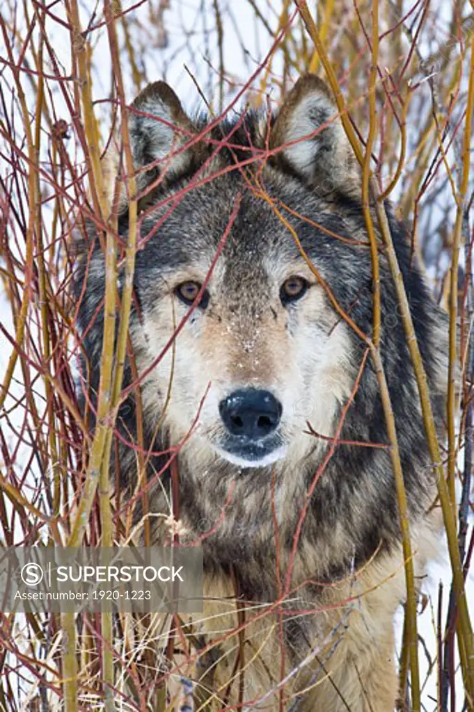 Male Gray Wolf stare Canis lupus Grey Wolf Portrait peeking out from red osier dogwood Cornus sericea Montana USA