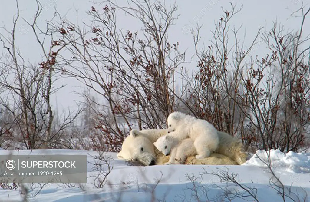 Mother Polar Bear ursus maritimus with cubs COY near snow den at Wapusk National Park Hudson Bay Churchill area Manitoba Northern Canada