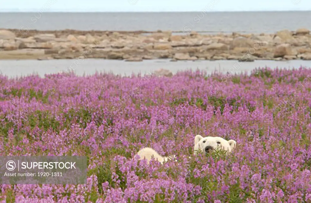 Polar Bear ursus maritimus relaxing in Fireweed Epilobium angustifolium on sub arctic flower covered island at Hubbart Point Hudson Bay near Churchill Manitoba Northern Canada