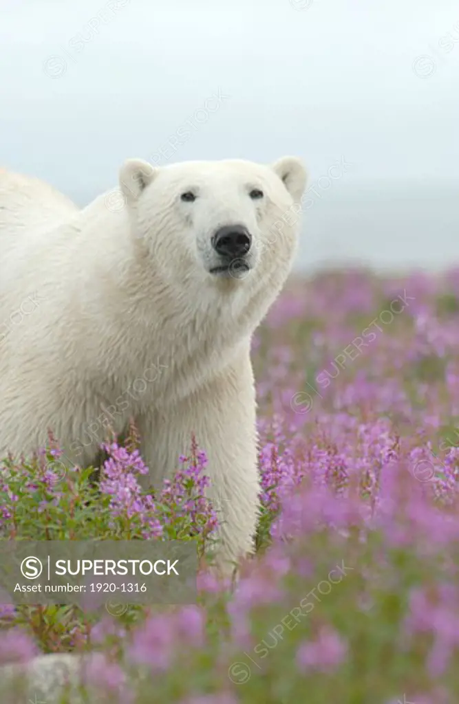 Polar Bear ursus maritimus approaching with caution in Fireweed Epilobium angustifolium on sub arctic flower covered island at Hubbart Point Hudson Bay near Churchill Manitoba Northern Canada