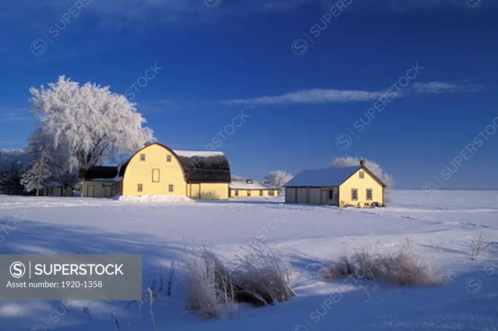 Yellow barn farm building with winter hoarfrost covered tree and pristine prairie landscape with blue sky near Landmark Manitoba Canada
