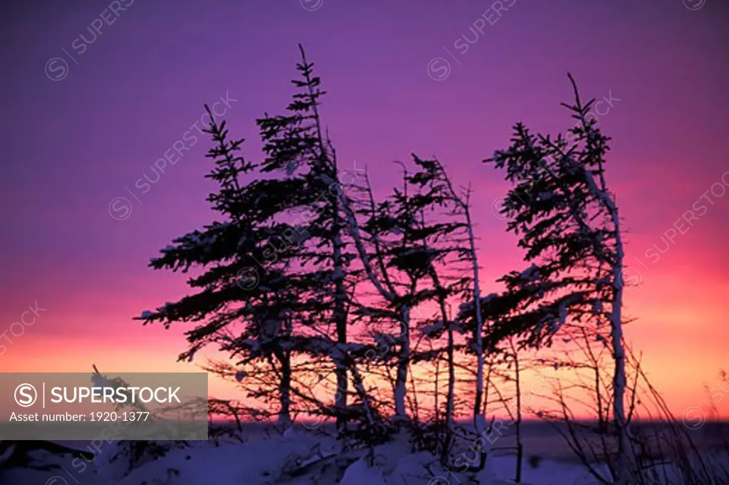One sided arctic black spruce Picca mariana tree silhouette at sunset near Churchill Manitoba Northern sub arctic Canada