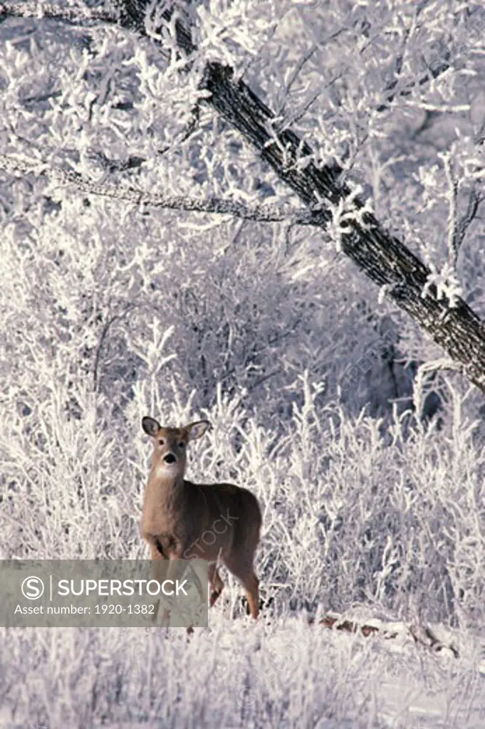 White tailed Deer Odocoileus virginianus Whitetail in hoarfrost winter wooded landscape southern Manitoba Canada