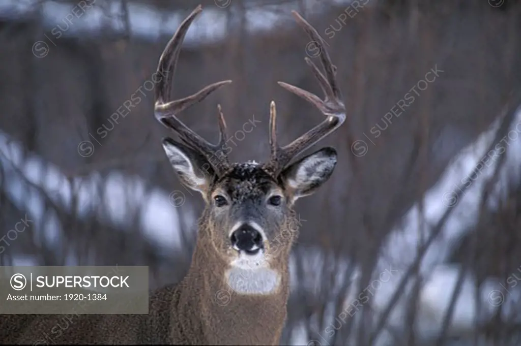 White tailed Deer buck Odocoileus virginianus Whitetail in winter wooded landscape southern Manitoba Canada