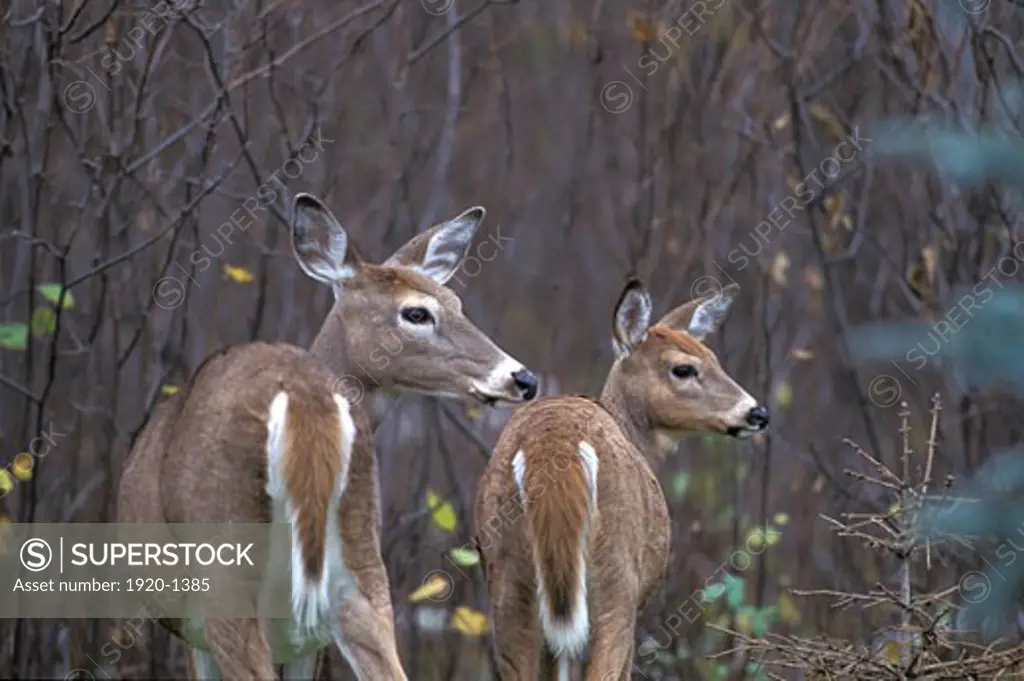 White tailed Deer doe and yearling fawn Odocoileus virginianus Whitetail and fall leaves in wooded setting southern Manitoba Canada