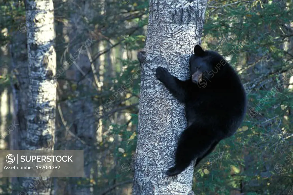 American Black Bear Ursus americanus fat for winter in aspen black poplar tree Eli Minnesota USA