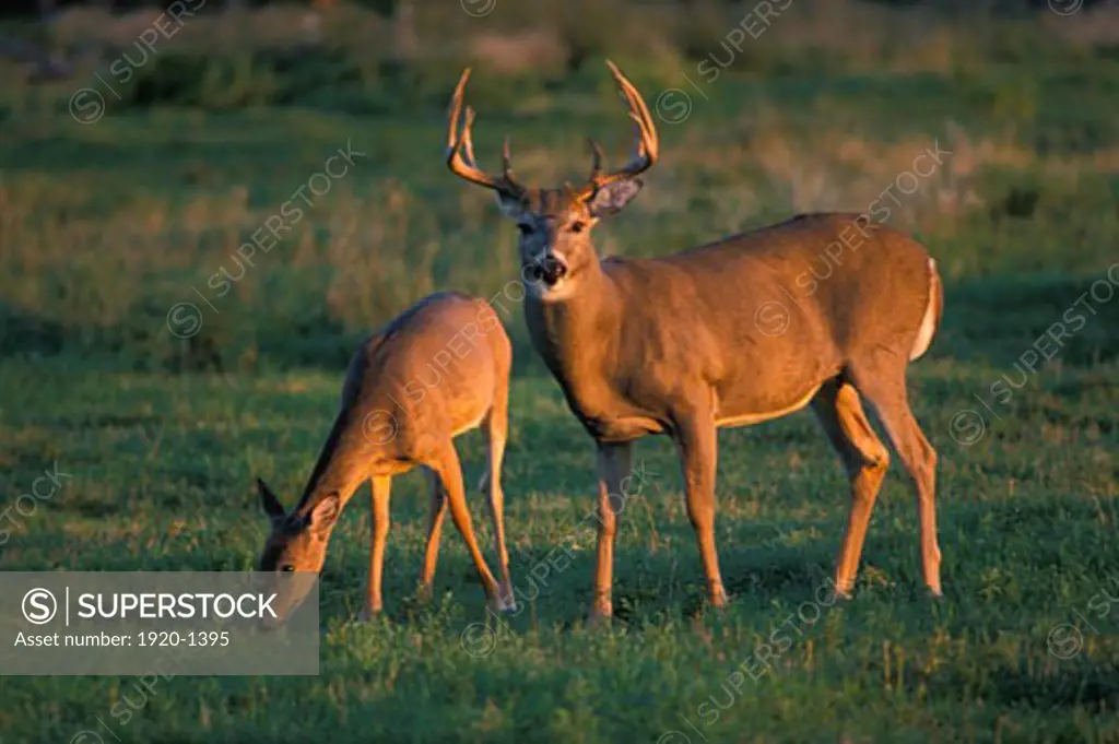 White tailed Deer buck and doe pair Odocoileus virginianus Whitetail in grass landscape with warm sunset light southern Manitoba Canada