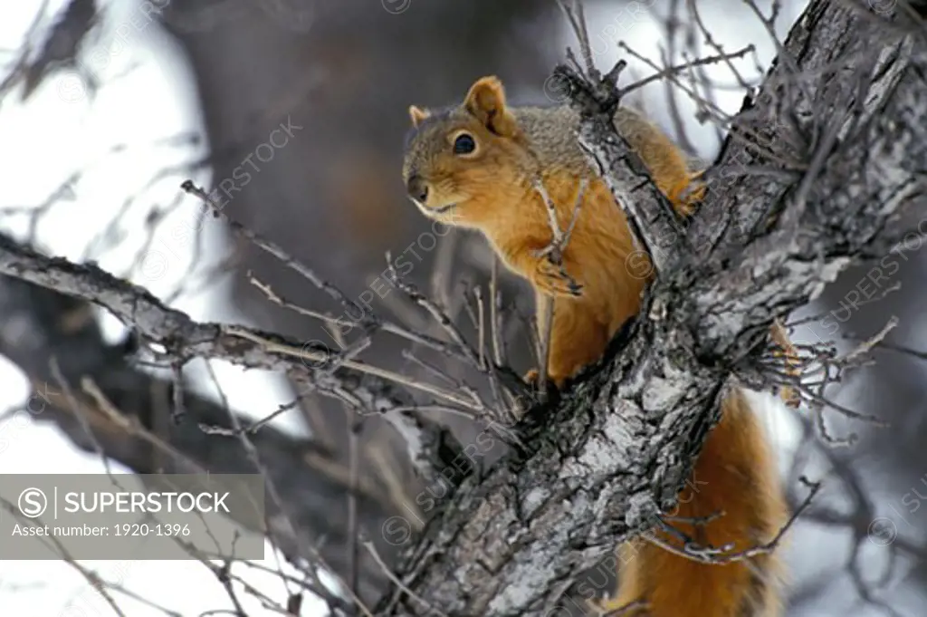 Eastern fox squirrel Sciurus niger in tree in winter Kleefeld southern Manitoba Canada