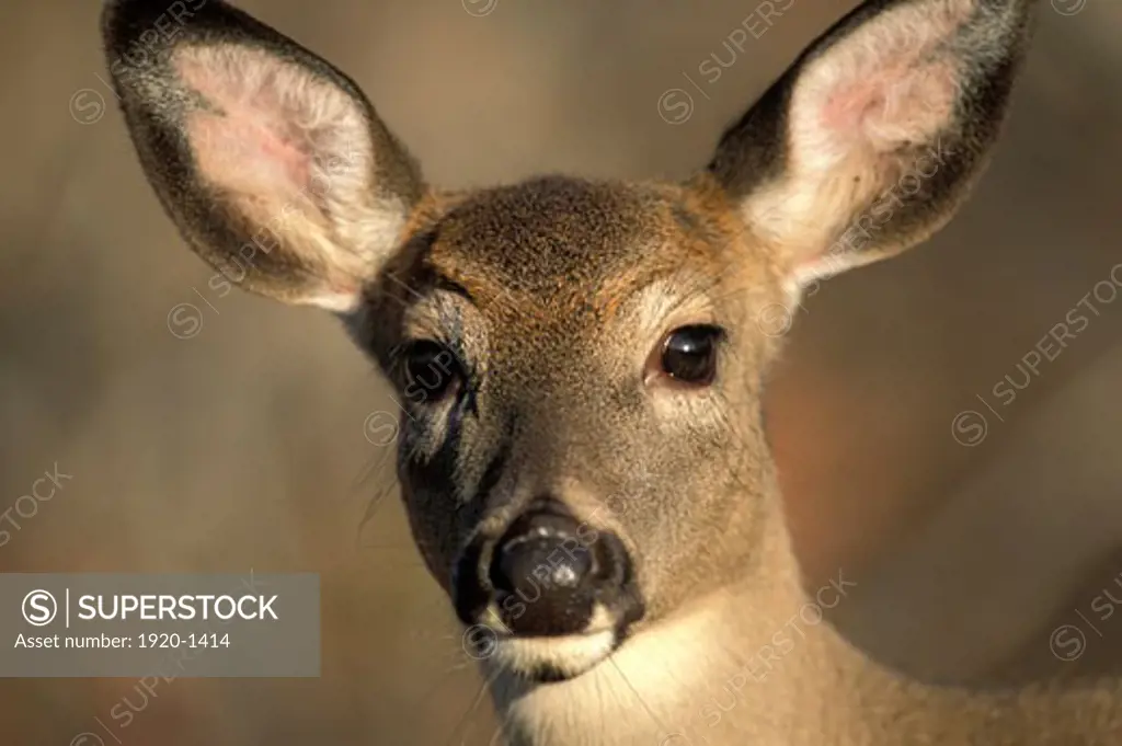 White tailed Deer doe Odocoileus virginianus Whitetail portrait trusting curious stare in southern Manitoba Canada