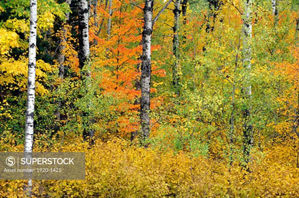 Fall colors on trembling quaking aspen Populus tremuloides poplar and red maple trees Acer rubrum with yellow and orange colour at Lutsen near Duluth Minnesota USA