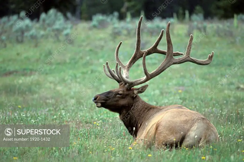 Adult bull Elk Wapitii Cervus elaphus resting in prairie landscape setting at Yellowstone National Park near Helena Montana USA