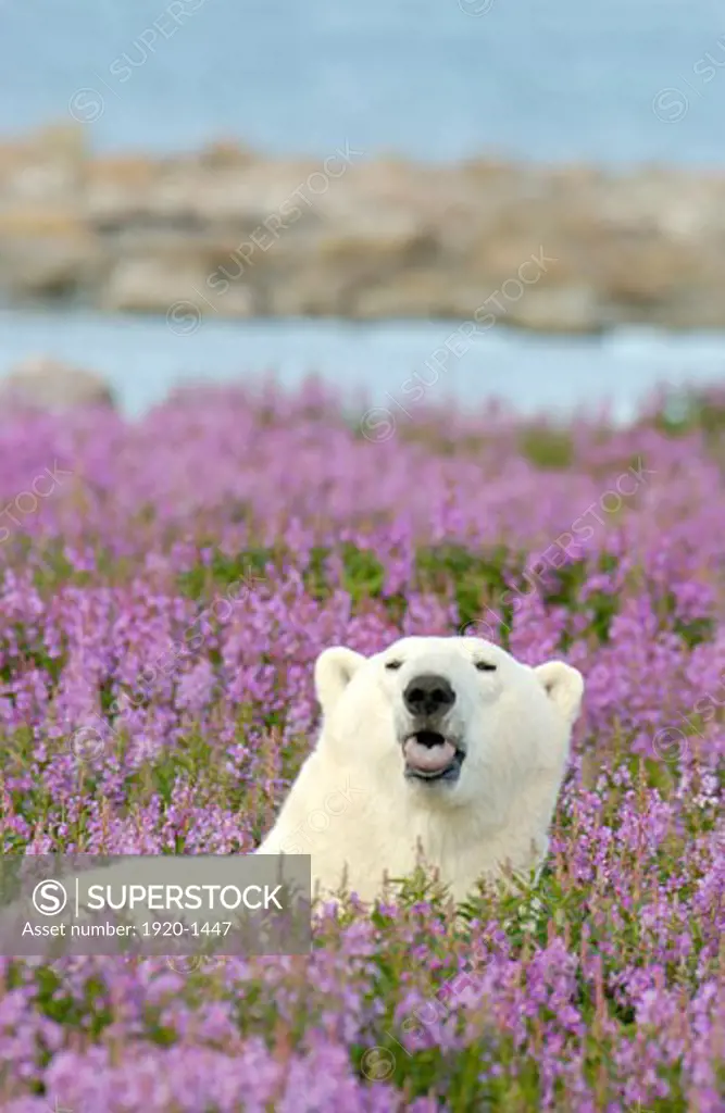 Polar Bear ursus maritimus relaxing and sticking out tongue in Fireweed Epilobium angustifolium on sub-arctic flower covered island at Hubbart Point Hudson Bay near Churchill Manitoba Northern Canada Humor pose