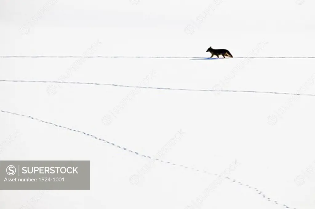 Coyote Canis latrans walking and leaving tracks on the snow Grand Teton Wyoming