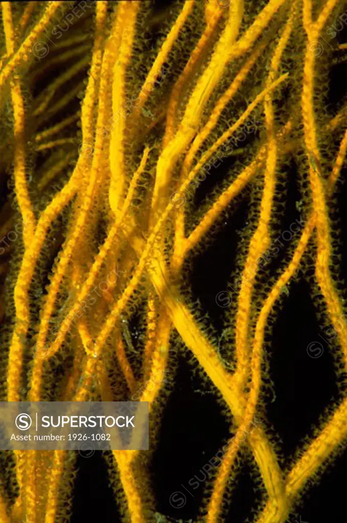 Foreground detail of a yellow gorgonian with extended polyps
