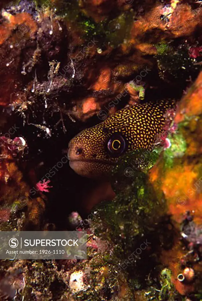 A Goldentail moray into a hole