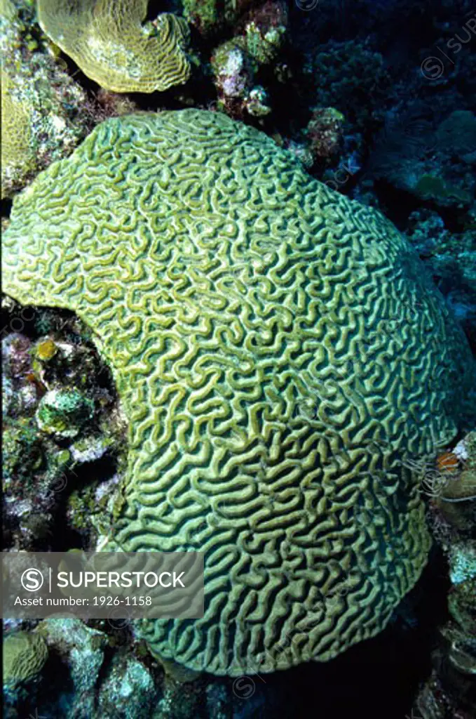 Foreground detail of a sponge  Honduras