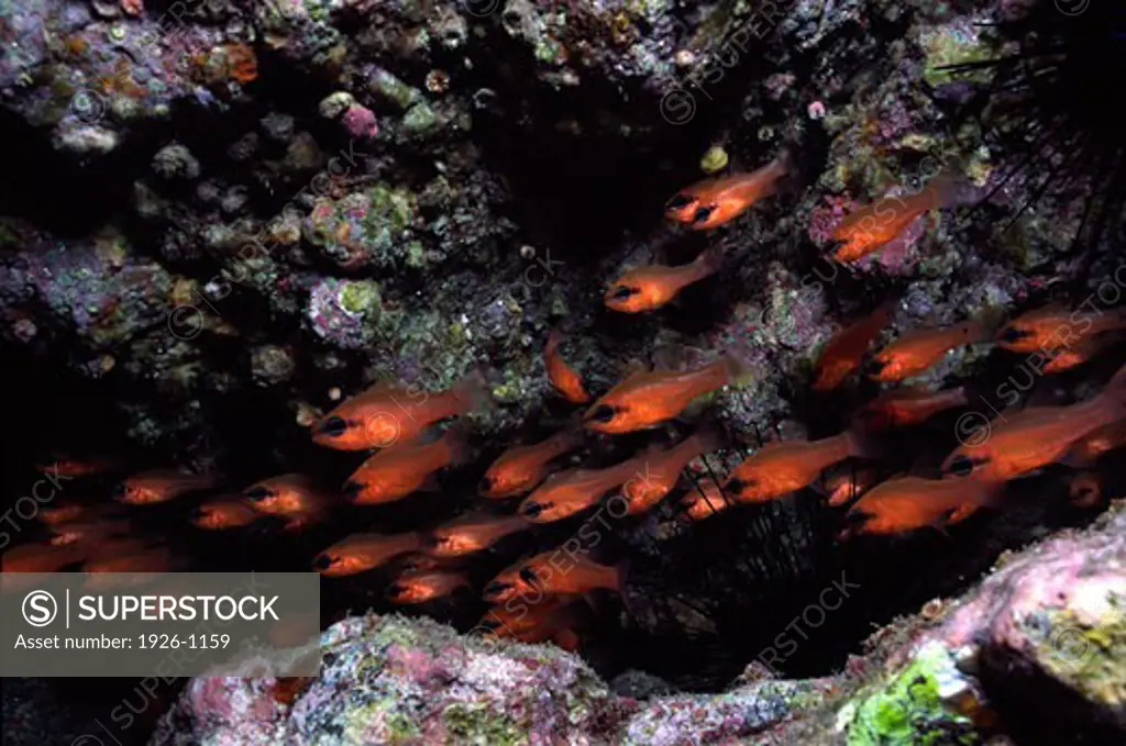 School of Cardinal fish