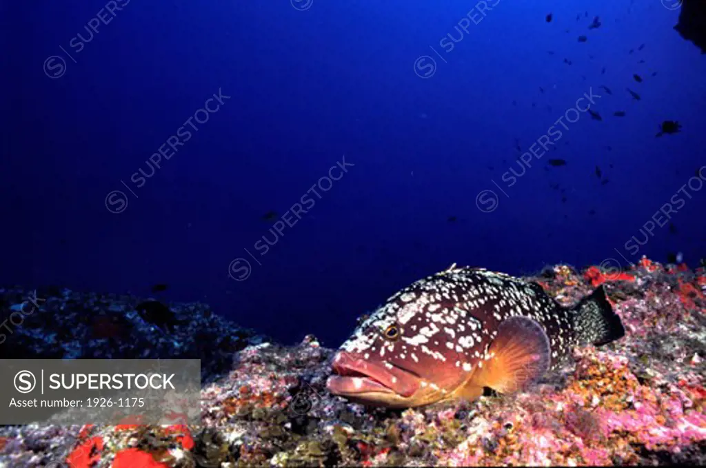 Young grouper at rest on the sea grounds of El Hierro