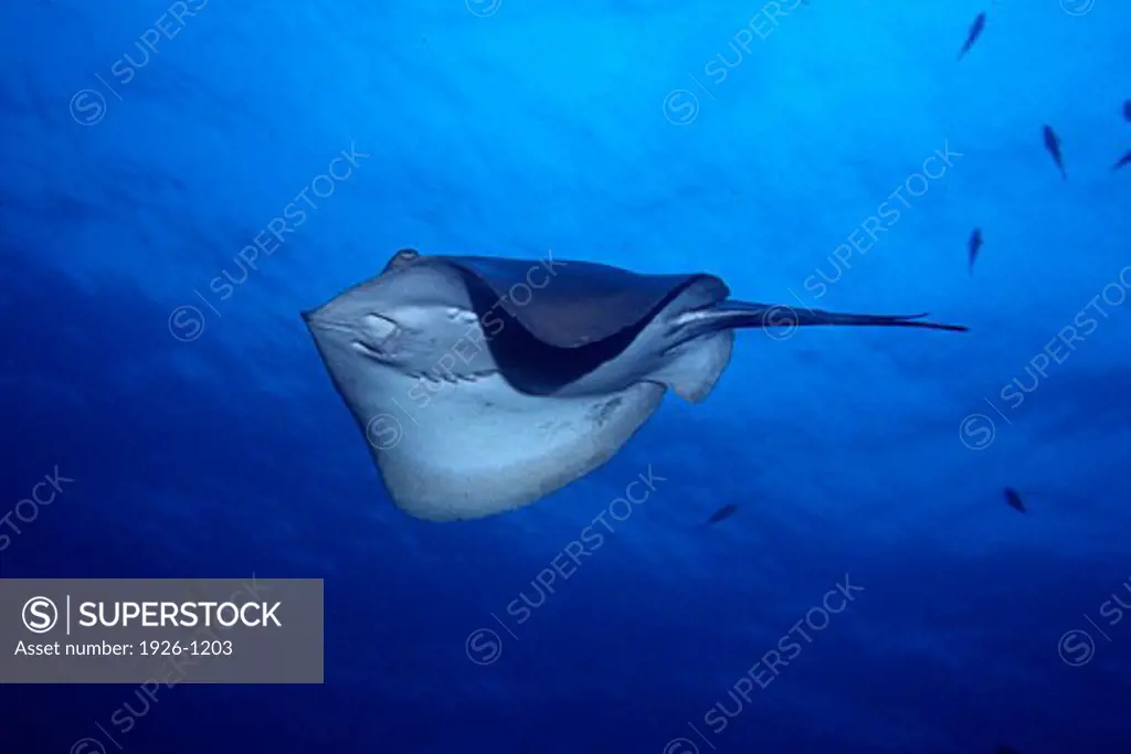 Flying specimen of a rayfish