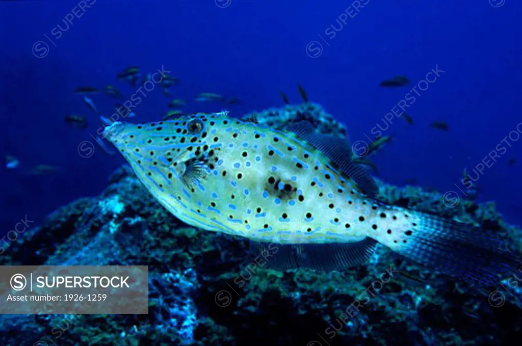 Blue Scribbled filefish with its beautiful livery