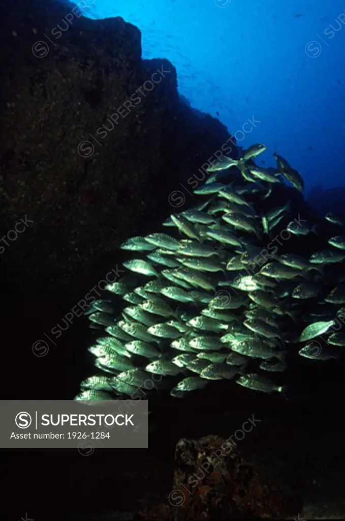 Striped bream group against the light