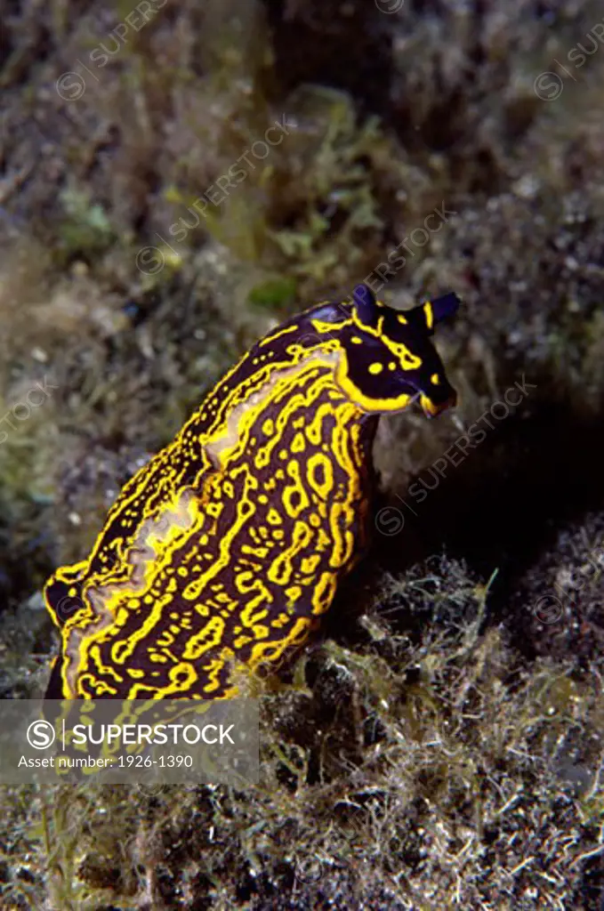 Slow displacement of a nudibranch