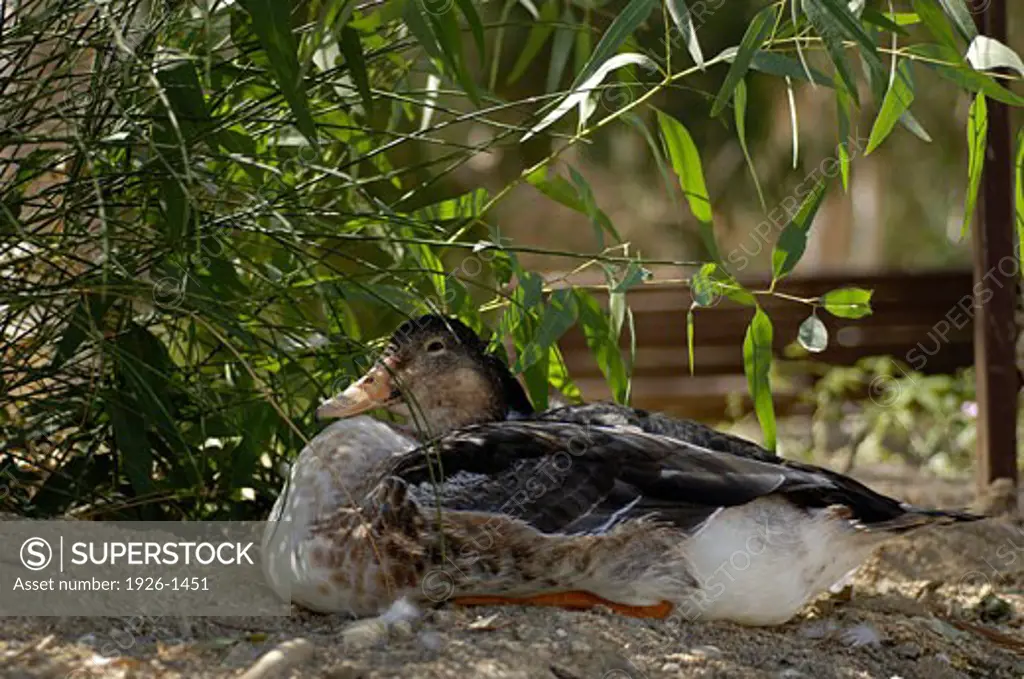 Female duck hatching eggs
