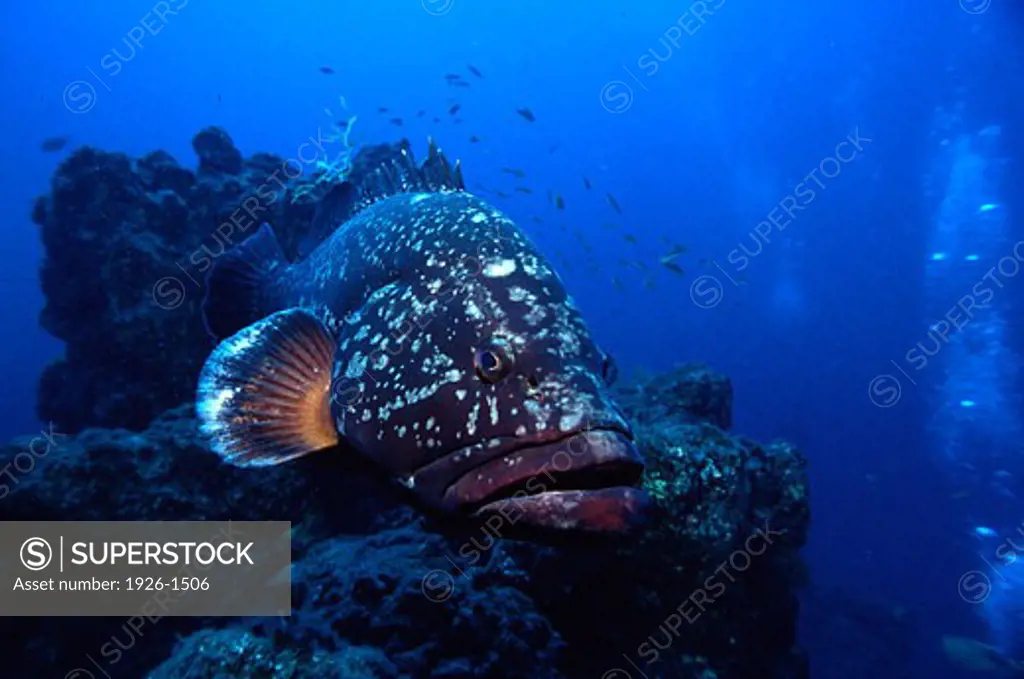 Attentive grouper of enormous size in front of the photographer
